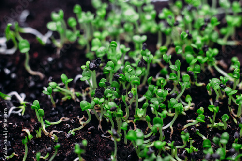 Young sprouts of green basil in the ground