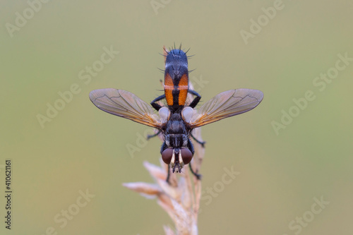 Cylindromyia auriceps, piccola mosca in posizione geometrica  photo