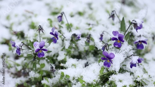 Purple flowers covered with snow close-up. The first cover is snow. Snow flies in large flakes and falls on flowers growing in the open air. Christmas. Festive background.