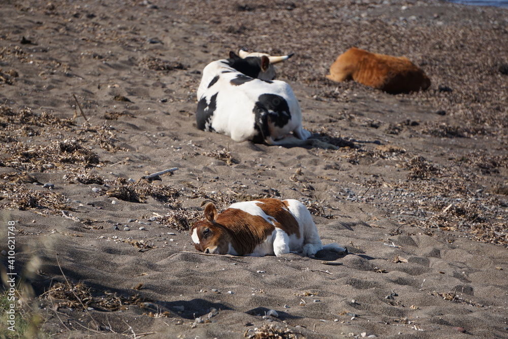cows on a beach in the east of Nisyros, a volcano island next to Kos Island, Greece, May cows on a beach in the east of Nisyros, a volcano island next to Kos Island, Greece, May