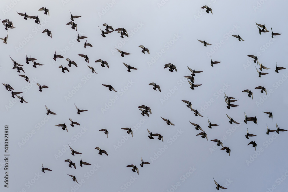 Naklejka Flight of a flock of doves on a background of a cloudy sky