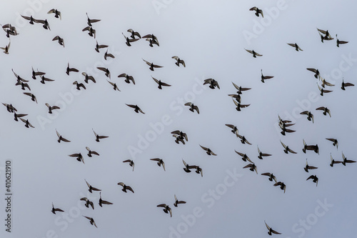 Flight of a flock of doves on a background of a cloudy sky
