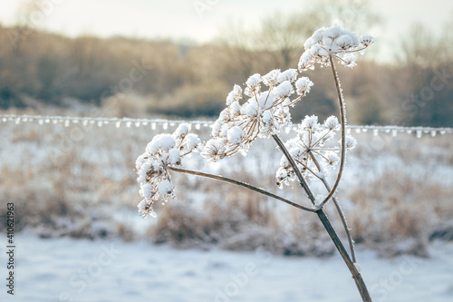 Schneeblume 2 photo