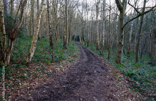 Narrow, muddy path through tall bare trees on a winter morning photo