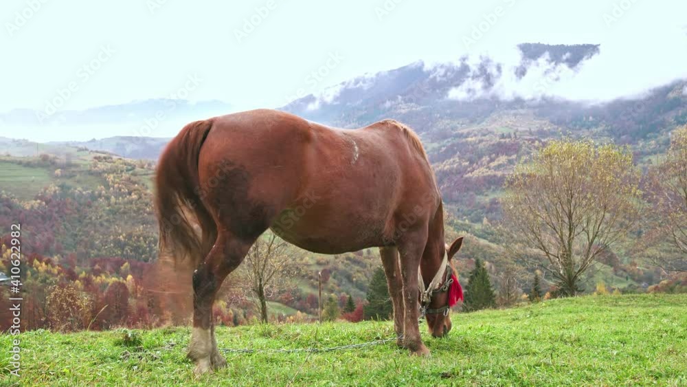 Beautiful graceful brown horse eats green grass enjoying the warm autumn sun in the clouds in the picturesque Carpathian mountains in Ukraine. UHD 4K realtime video Beautiful graceful brown horse eats green grass enjoying the warm autumn sun in the clouds in the picturesque Carpathian mountains in Ukraine. UHD 4K realtime video
