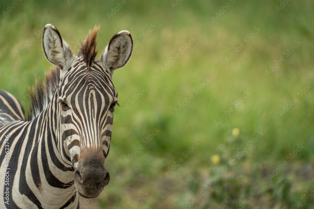 Fototapeta premium zebra in grass