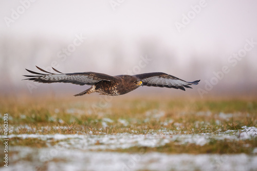 Flying common buzzard - buteo buteo - hunting