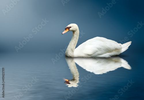 Fototapeta Naklejka Na Ścianę i Meble -  Mute Swan (Cygnus olor)
