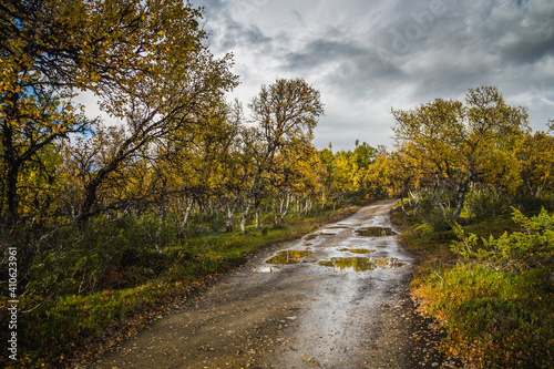 The ground road in mountain birch forest. © Adrian
