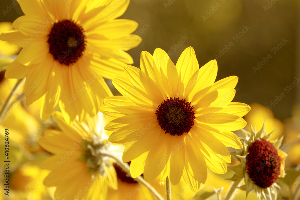Fototapeta premium Yellow flower. The petals are yellow in bright sunlight. Flower plant with brown stamens