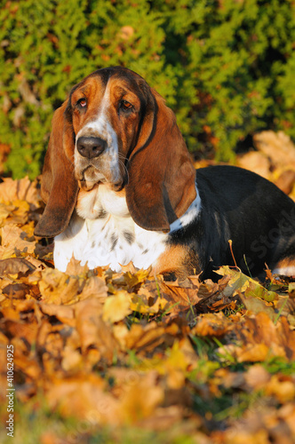 Basset hound portrait