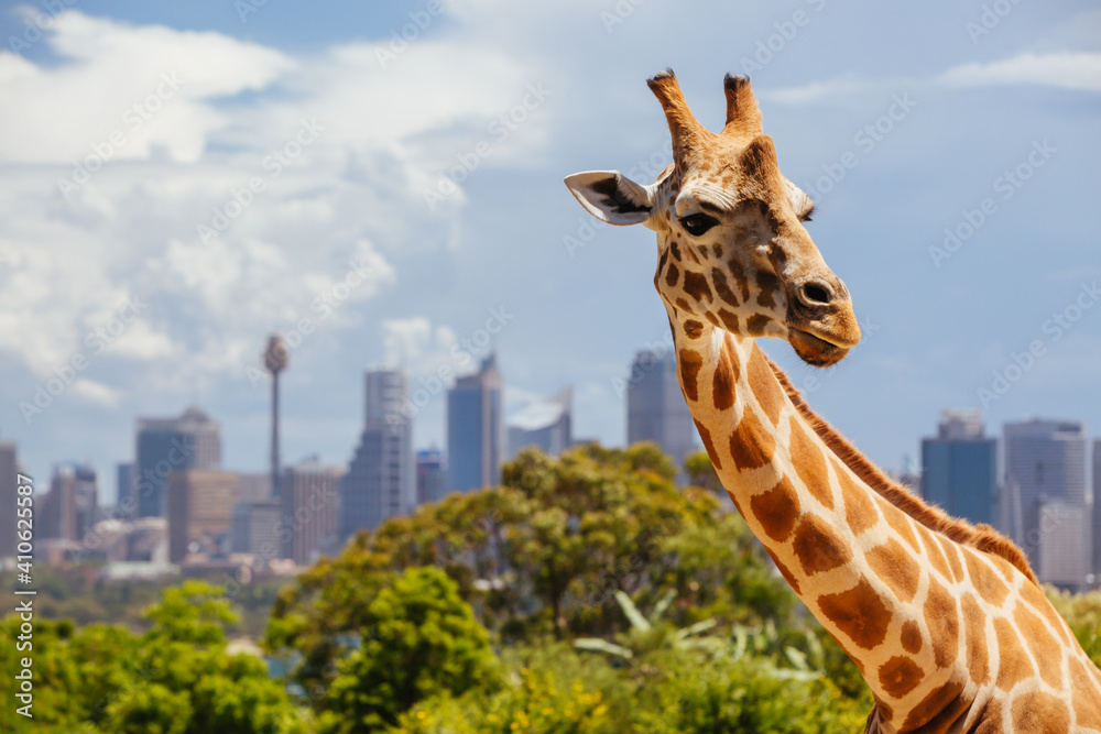 Plakat Taronga Zoo Giraffes Sydney Australia
