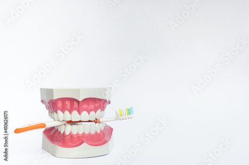 Teeth model and toothbrush isolated on white background