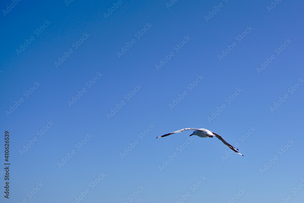 Fototapeta premium One single seagull bird flying with plain blue sky in background