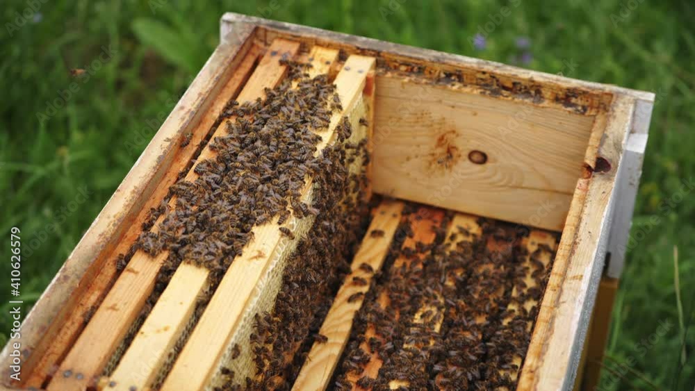 Selective focus on beehive from the top. Wooden honeyframes with many bees on it. Apiculture concept. Selective focus on beehive from the top. Wooden honeyframes with many bees on it. Apiculture concept.