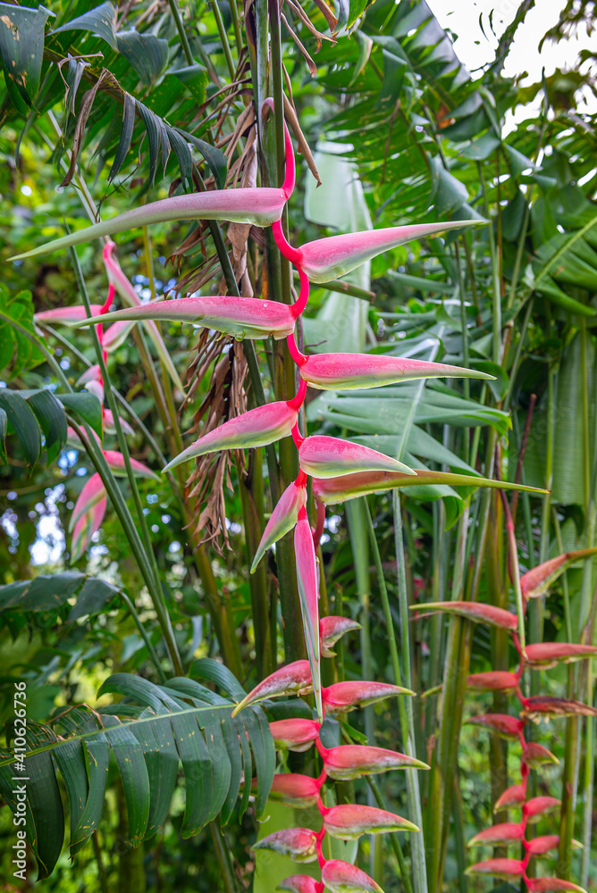 Heliconia pink exotic flower in Costa Rica.