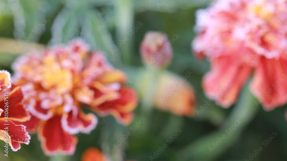 Petals and heads of red marigolds covered with morning frost on a background of green foliage on a frosty sunny morning. Frozen flower bed with growing flowers in small crystals of frost in macro. Petals and heads of red marigolds covered with morning frost on a background of green foliage on a frosty sunny morning. Frozen flower bed with growing flowers in small crystals of frost in macro.