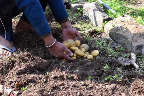 Farmers holding potatoes in hands on farm © kiran