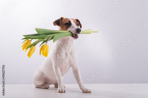 Portrait of a jack russell terrier in a bouquet of yellow tulips in his mouth on a white background. Dog congratulates on International Women's Day