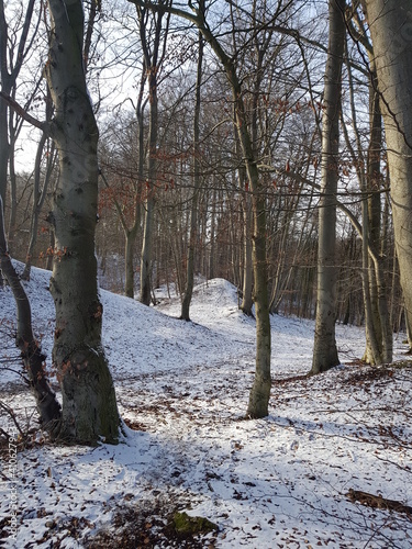 winter, schnee, wald, baum, erkältung, landschaft, baum, natur, frost, weiß, park, jahreszeit, bahn, gefroren, eis, road, holz, schneebedeckt, szene, ast, himmel, blau, holz, frostig