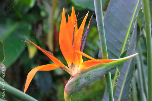 Strelitzia reginae or bird of paradise flower. Exotic orange flower close-up against tropical leaves in jungles. Flowers and plants of South Africa. Unusual plants. High quality photo