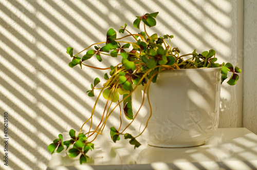 Bild auf Leinwand Phototropism. Houseplant growing towards sunlight.
