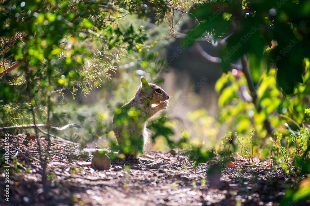 View of California squirrel standing among green natural vegetation with backlight; intentional selective focus. View of California squirrel standing among green natural vegetation with backlight; intentional selective focus.