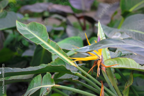Strelitzia reginae or bird of paradise flower. Exotic yellow flower close-up against tropical leaves in jungles. Flowers and plants of South Africa.