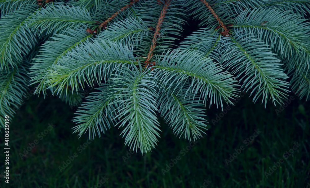 Branches of blue spruce on a dark background of green grass. Close-up. Selective focus.