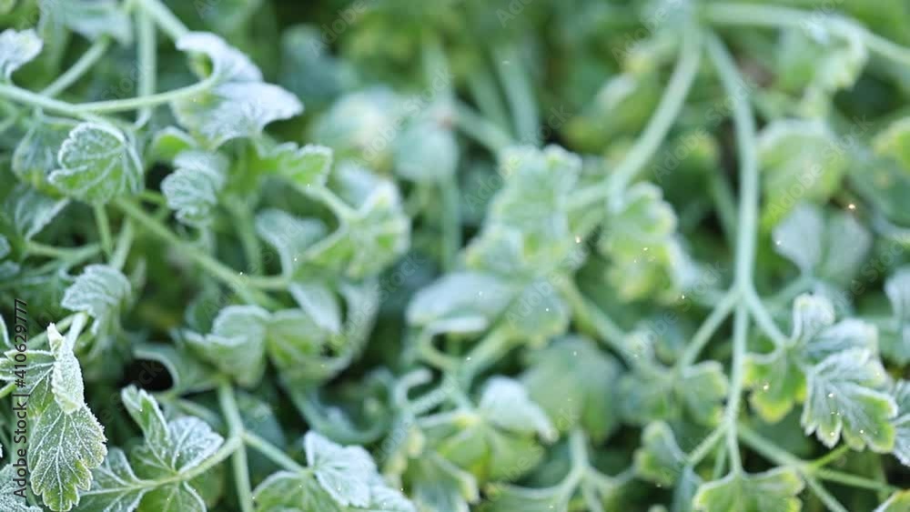 Curly parsley leaves covered with white frost. Frozen green parsley in the garden. Curly parsley leaves covered with white frost. Frozen green parsley in the garden.