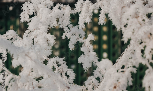 snow covered tree branches