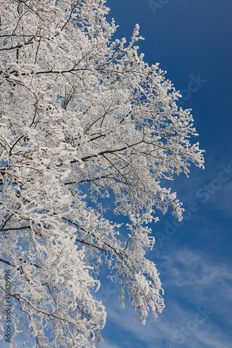 Tree branches covered with white frost on a background of blue sky. Winter time.