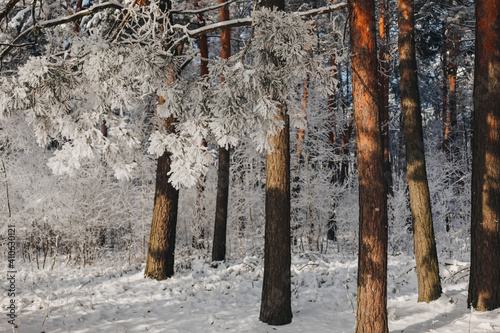 tree in the forest