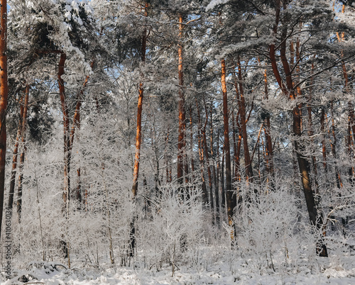 Snow-covered pine trees. Magic winter.