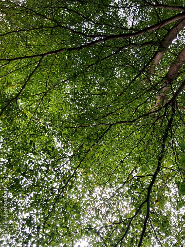 Obraz premium trees in the forest