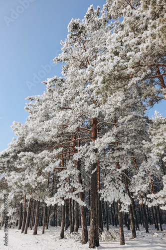 snow covered pine trees