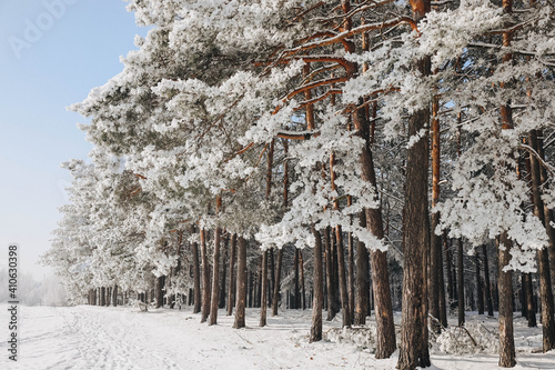 snow covered pine trees