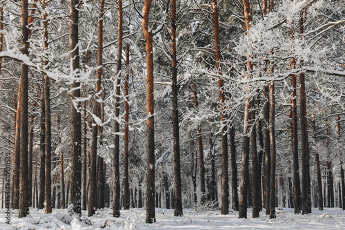winter forest in the winter