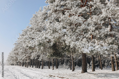 Snow-covered pine trees. Magic winter.