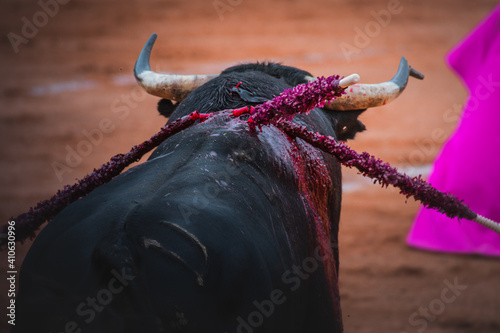 Selective focus shot of a strong black bull in a bullfighting ring photo