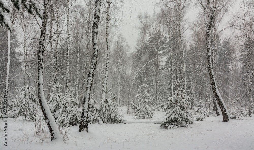 Winter forest. A heavy snowfall covered the trees. There are white drifts and snow-covered branches all around. Beautiful nature.