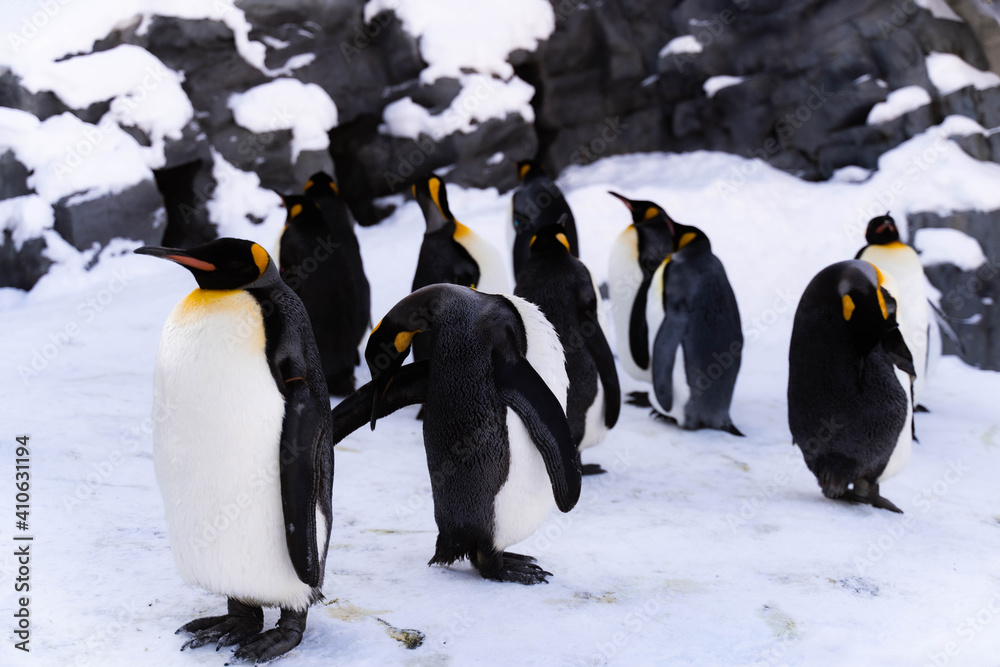 Fototapeta premium Penguins How to spend the winter