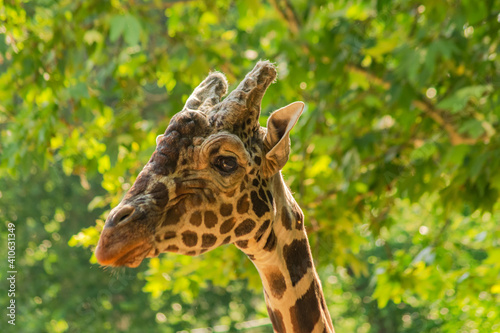 Photography Giraffe