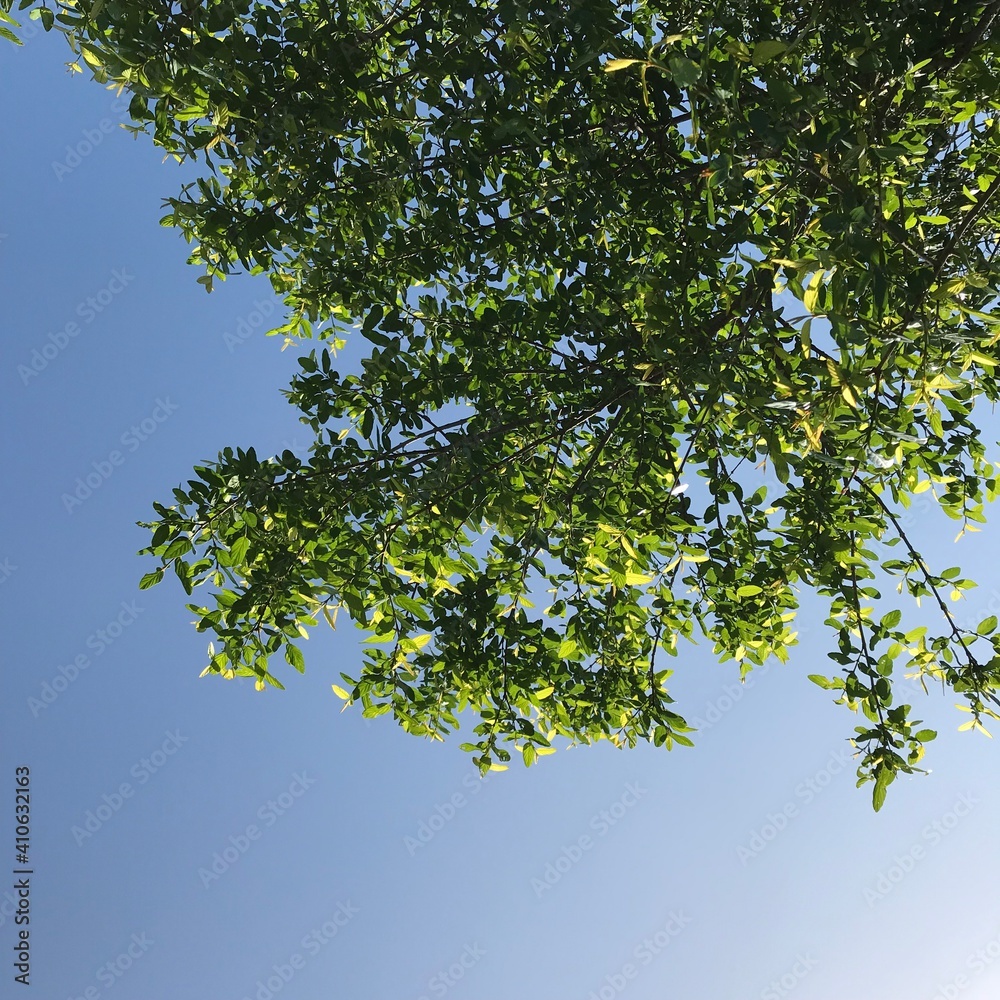 green leaves against blue sky green leaves against blue sky