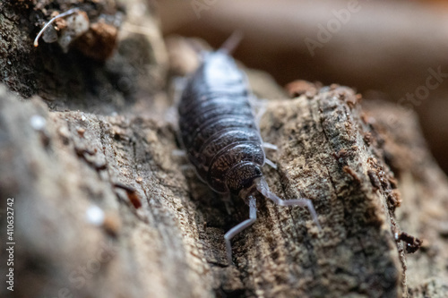 Selective focus shot of woodlice on wooden background photo