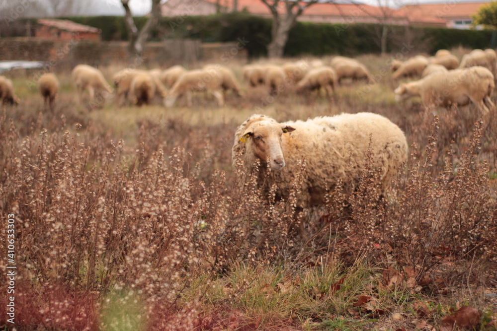 Naklejka premium troupeau de moutons