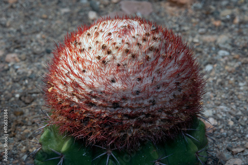 Close up of Melocactus oreas Miqu. CACTACEAE. photo