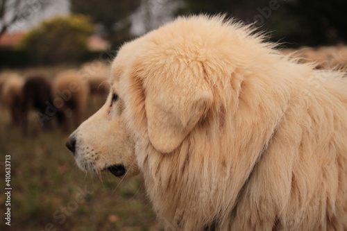 CHIEN patou de berger de mouton