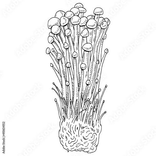 Enoki growing on a mushroom farm. Vintage monochrome hatching illustration isolated