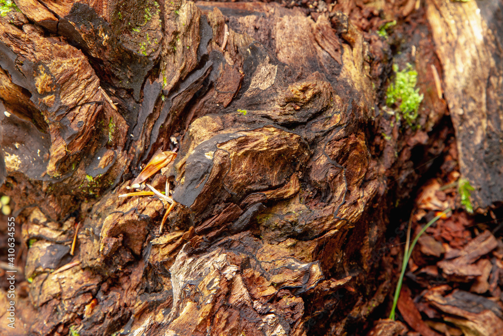 Dirty wooden texture background. Colorful wood texture, old wood texture for add text or work design. Selective focus.